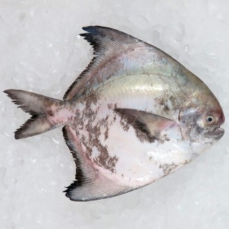 Local Chinese Pomfret 300gm+- per fish [LOW SEASON]
