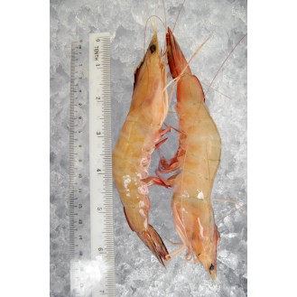 Red Big Prawn XL (红大虾) per kg [LOW SEASON]