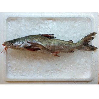 Marine Catfish / Ikan Duri (SEASONAL) per kg