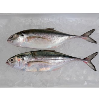 Hardtail Scad / Cencaru per kg [SEASONAL]