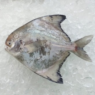Local Chinese Pomfret (田鲳) 200gm+- per fish