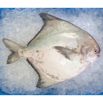Local Chinese Pomfret (上斗鲳) per kg [LOW SEASON]