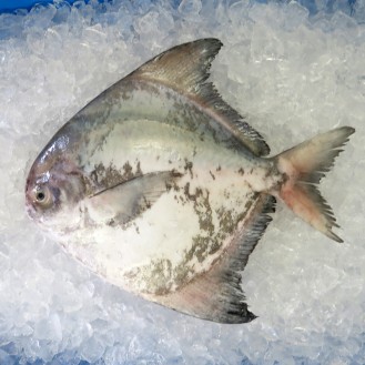 Local Chinese Pomfret 400gm+- per fish [LOW SEASON]