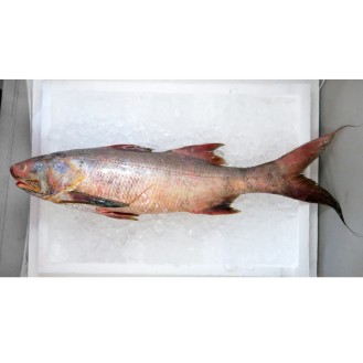 Indian Threadfin / Kurau (順丰) per kg (SEASONAL)