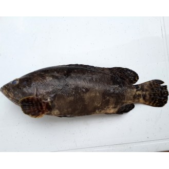 [FROZEN] Dragon Tiger Grouper (龙虎班) 1.5kg+- per fish