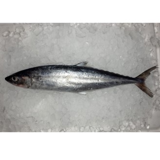 Mackerel / Tenggiri Papan (马加) per kg [HIGHLY SEASONAL]