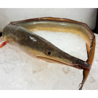 Pike Conger / Malong per kg [SEASONAL]