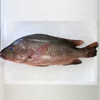 Red Mangrove Snapper (红家定) per kg
