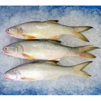 Fourfinger Threadfin / Senangin / Ma Yau (Medium) per kg
