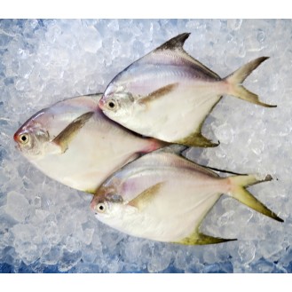 Local White Pomfret (Medium) per kg
