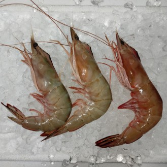 Super Big Red Prawn (特大虾) per kg [LOW SEASON]