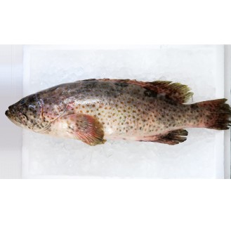 Orange-spotted Grouper / Kerapu per kg (SEASONAL)