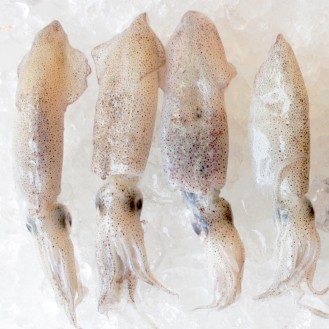Squid M / Sotong Putih (沙中) per kg