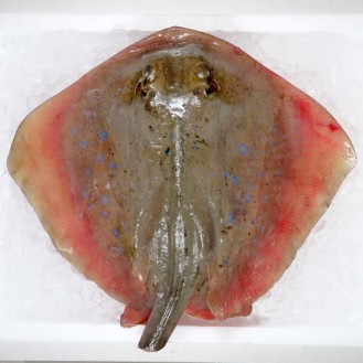 Blue-spotted Sting Ray / Ikan Pari (蒲鱼) per kg [SEASONAL]