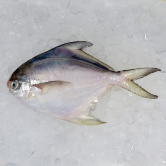 Local White Pomfret (白鲳) 200gm+- per fish