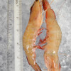 Red Big Prawn XL (红大虾) per kg