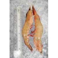 Red Big Prawn XL (红大虾) per kg [LOW SEASON]