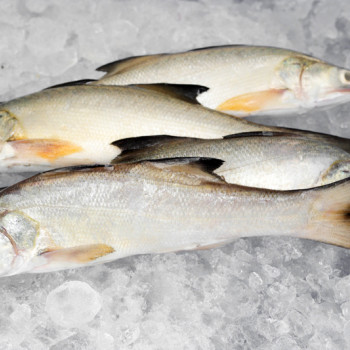 Fourfinger Threadfin / Senangin / Ma Yau (Small) per kg