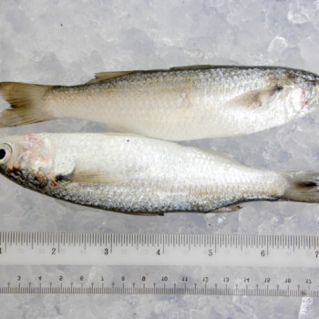 Speigler's Mullet (只仔) per kg [SEASONAL]