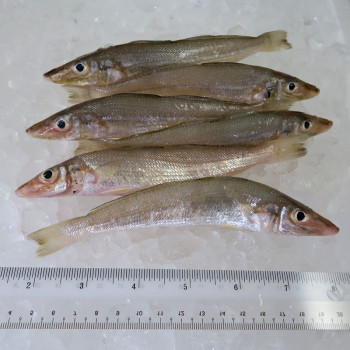 Silver Whiting / Bulus per kg (HIGHLY SEASONAL)