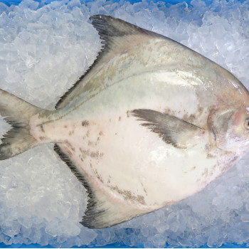 Local Chinese Pomfret (上斗鲳) per kg [LOW SEASON]