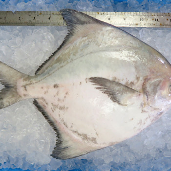 Local Chinese Pomfret (上斗鲳) per kg [LOW SEASON]