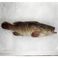 Duskytail Grouper / Kerapu {石斑魚} per kg [SEASONAL]