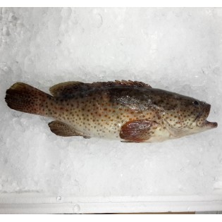 Duskytail Grouper / Kerapu {石斑魚} per kg [SEASONAL]