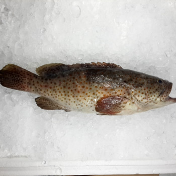 Duskytail Grouper / Kerapu {石斑魚} per kg [SEASONAL]