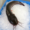 Whitelipped Eel Catfish / Ikan Sembilang per kg [SEASONAL]