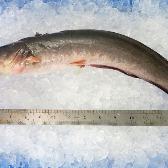 Whitelipped Eel Catfish / Ikan Sembilang per kg [SEASONAL]