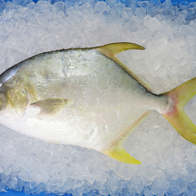 Golden Pomfret (銀鲳) 600gm+- per fish