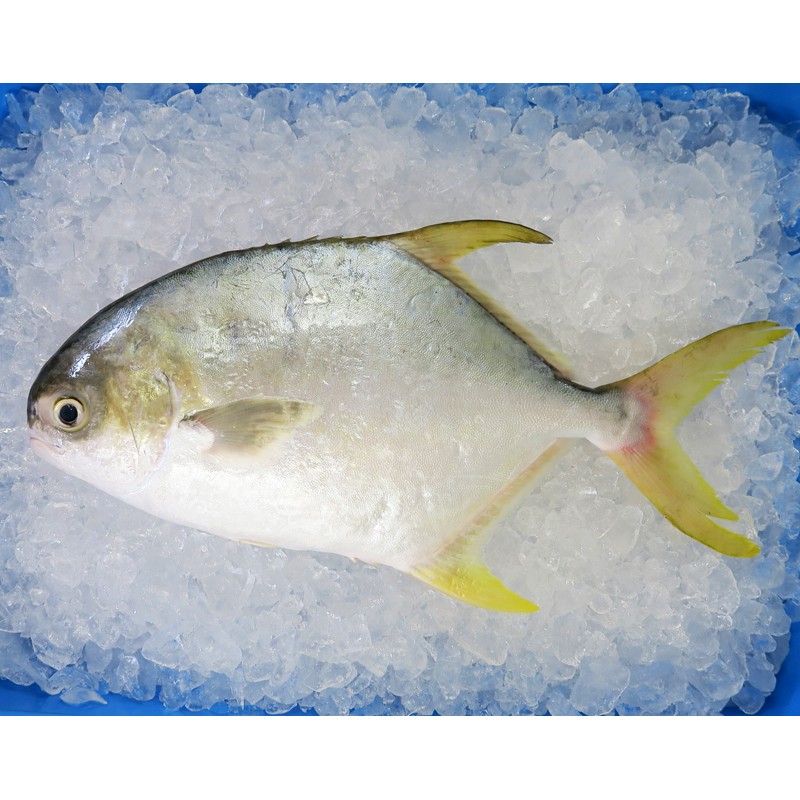 [FROZEN] Golden Pomfret (銀鲳) 600gm+- per fish