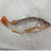 [FROZEN] Deep Sea Snapper (上红皂) 700g+- per fish