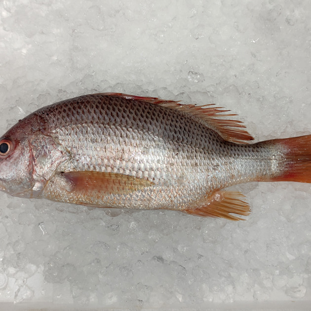 [FROZEN] Deep Sea Snapper (上红皂) 700g+- per fish