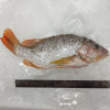 [FROZEN] Deep Sea Snapper (上红皂) 700g+- per fish