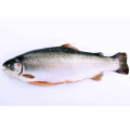 Salmon Whole 