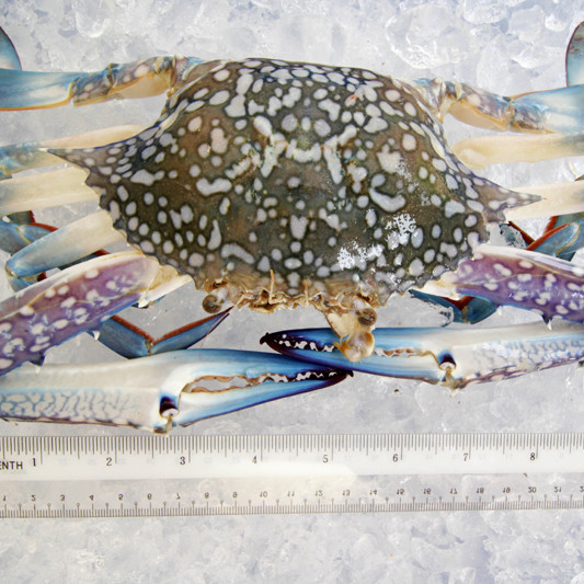 Flower Crab (大市) per kg