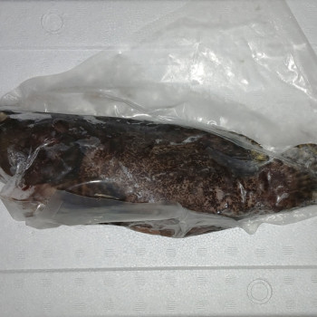 [FROZEN] Dragon Tiger Grouper (龙虎班) 1kg+- per fish