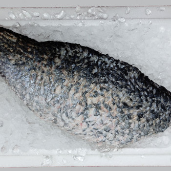 Seabass Fillet per kg