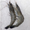 Tiger Prawn XL (大虎虾) per kg [FARMED]