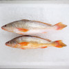 Reeve's Croaker / Gelama China (SEASONAL) per kg
