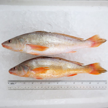 Reeve's Croaker / Gelama China (SEASONAL) per kg