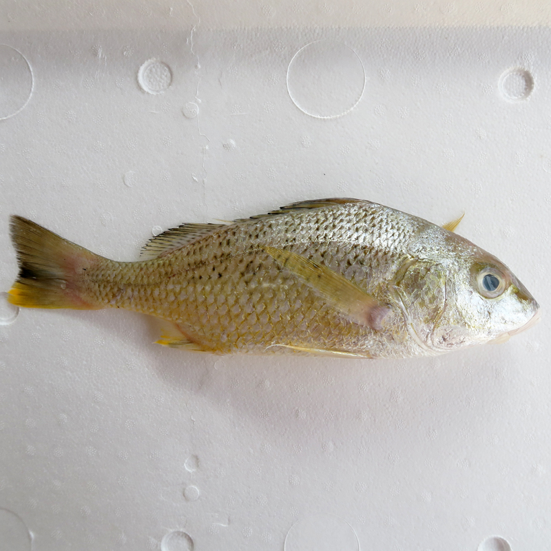White Snapper (Grunt) / Gerut Emas (白皂) per kg [SEASONAL]