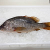 Golden Snapper 1kg+- (红皂) 