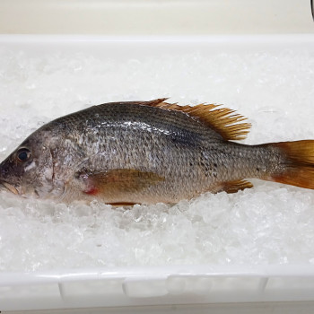 Golden Snapper 1kg+- (红皂) 