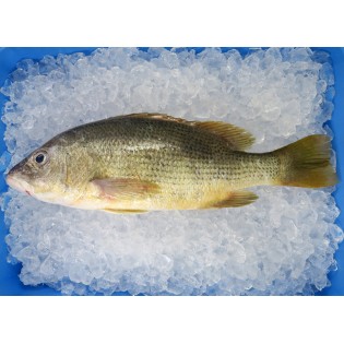 Golden Snapper 1kg+- (红皂) 