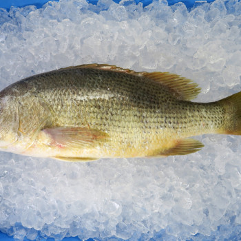 Golden Snapper (红皂) per kg