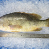 Golden Snapper 1kg+- (红皂) 