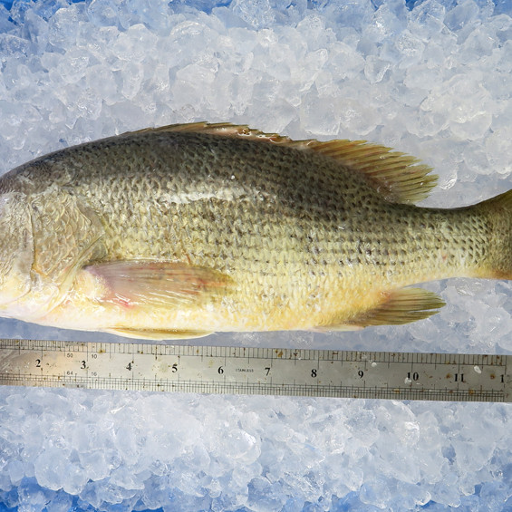 Golden Snapper 1kg+- (红皂) 